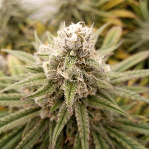 Dank-yah-Berry. Week 12