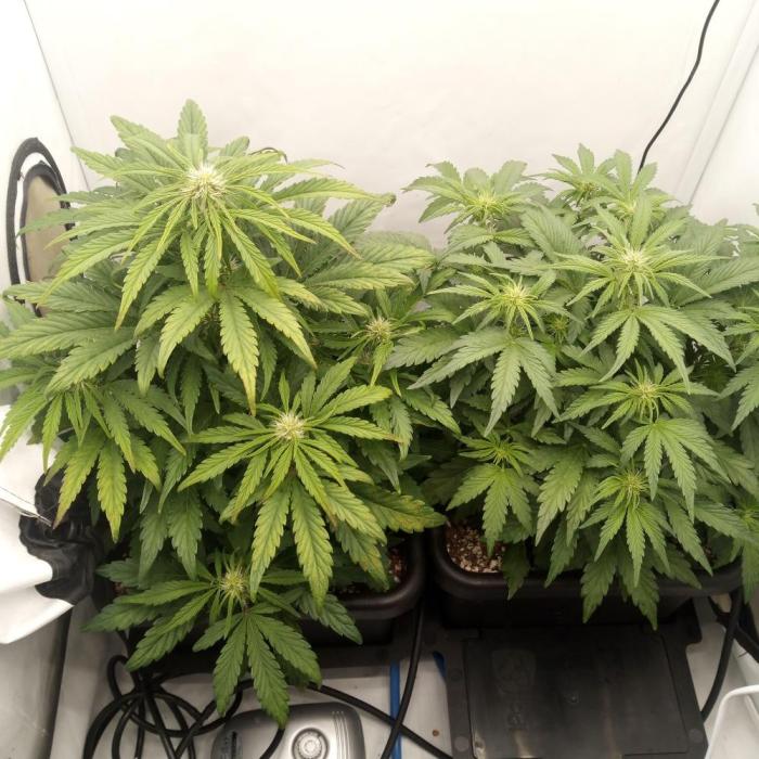 Meph again. Week 4