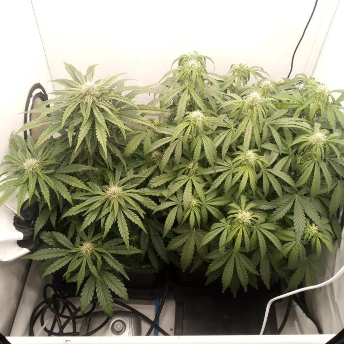 Meph again. Week 5