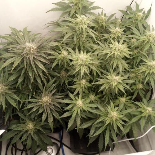 Meph again. Week 6