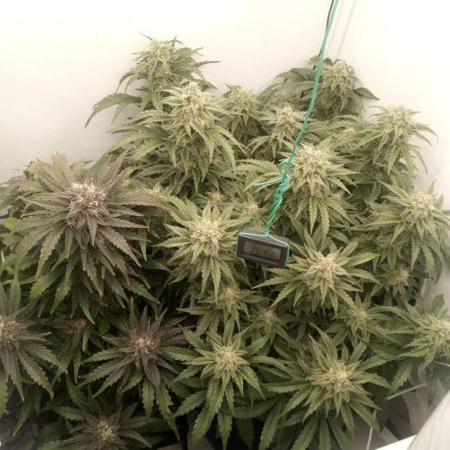 Meph again. Week 7