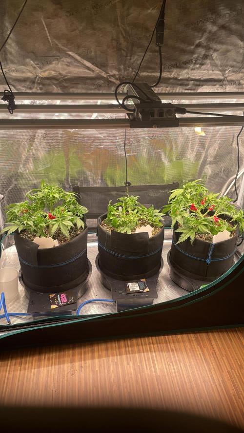 Autoflower & Autopot. Week 4 - Tag 28 nach Entlaubung und LST