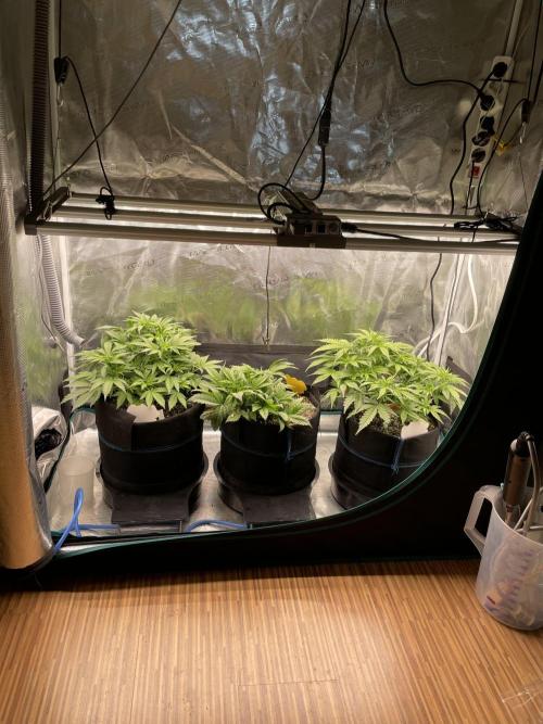Autoflower & Autopot. Week 5 - Tag 31 , weiteres LST