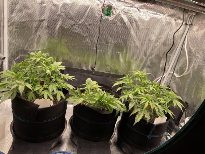 Autoflower & Autopot. Week 5 - Tag 31 