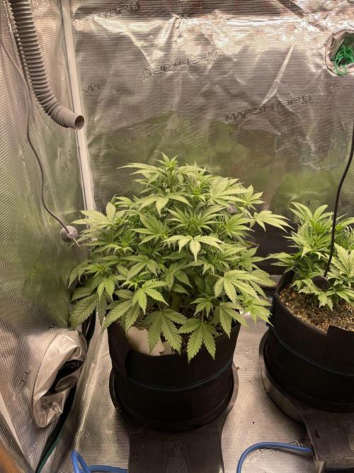 Autoflower & Autopot. Week 5 - Tag 34 Banana Purple Punch