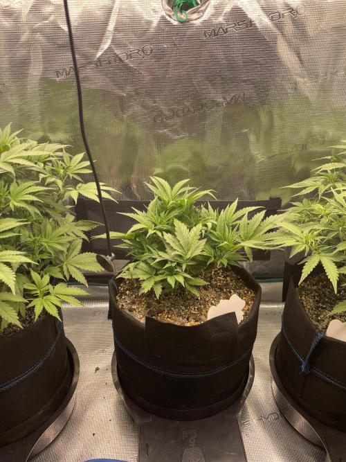 Autoflower & Autopot. Week 5 - Tag 34 Papaya Cookie