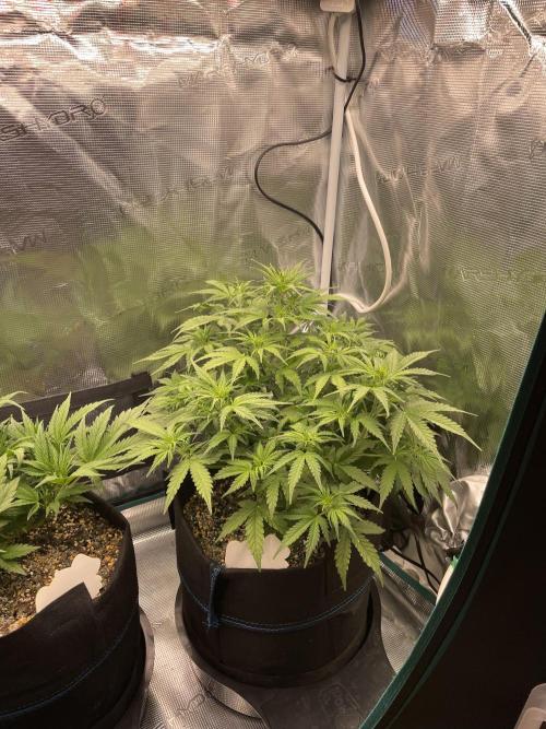 Autoflower & Autopot. Week 5 - Tag 34 Gorilla Z
