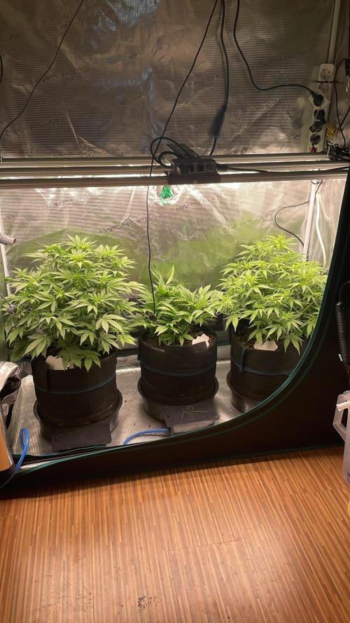 Autoflower & Autopot. Week 6 - Tag 37