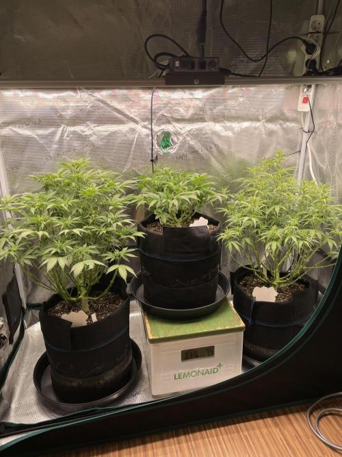 Autoflower & Autopot. Week 6 - Tag 41