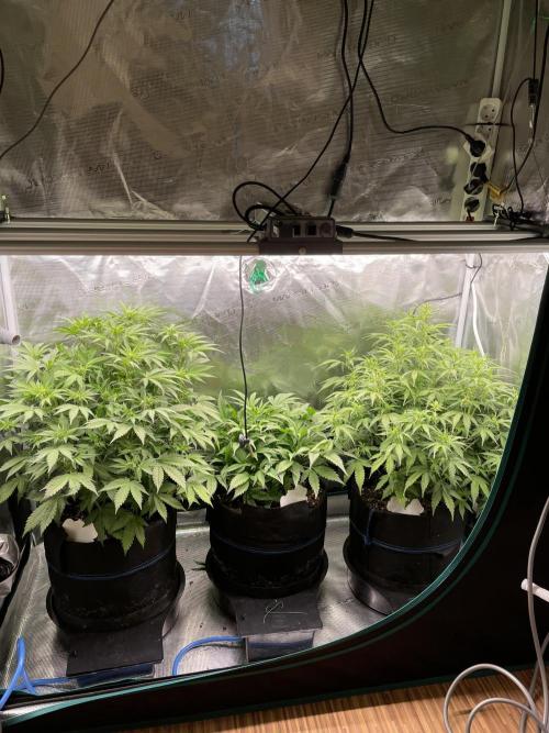 Autoflower & Autopot. Week 6 - Tag 40