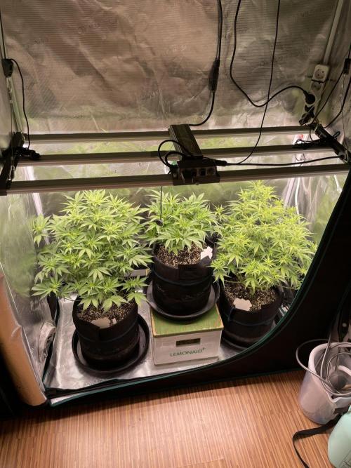 Autoflower & Autopot. Week 7 - Tag 42 Gesammt