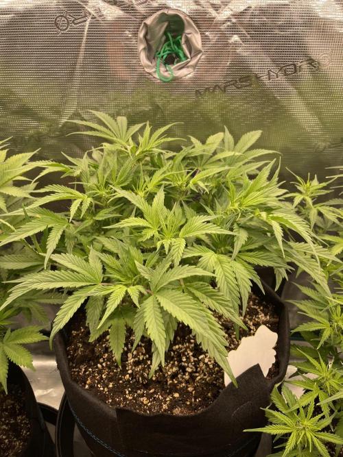 Autoflower & Autopot. Week 7 - Tag 42 