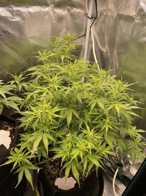 Autoflower & Autopot. Week 7 - Tag 42