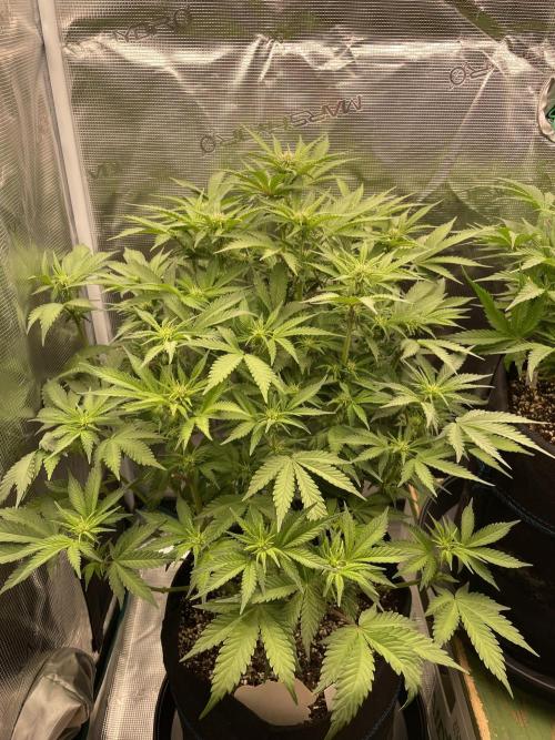 Autoflower & Autopot. Week 7 - Tag 42