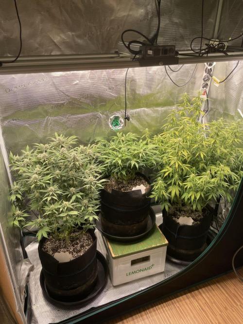 Autoflower & Autopot. Week 8 - Tag 52