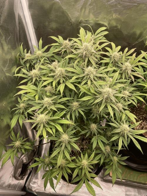 Autoflower & Autopot. Week 8 - Tag 52 Banana Purple Punch