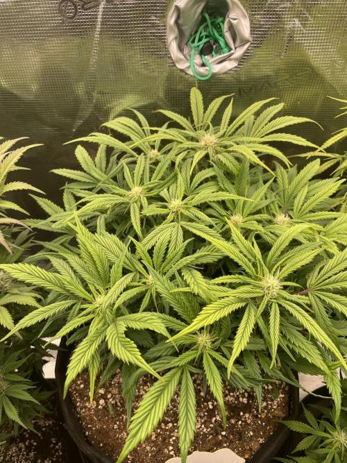 Autoflower & Autopot. Week 8 - Tag 52 Papaya Cookies