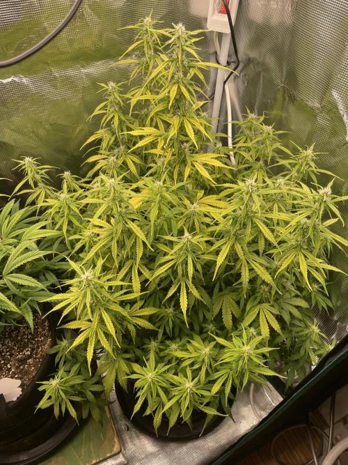 Autoflower & Autopot. Week 8 - Tag 52 Gorilla Z