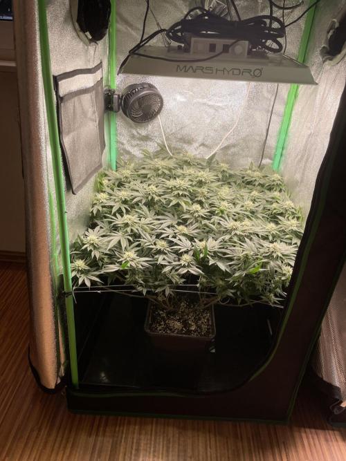 Gorilla Zkittlez 60x60. Week 10 - Tag 32 vor Entlaubung