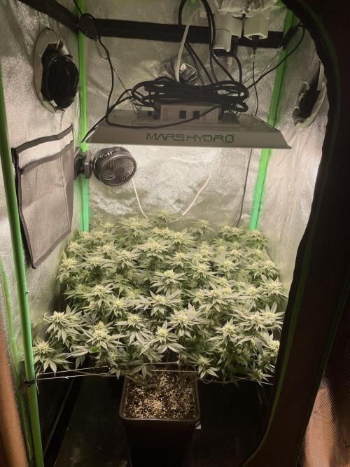 Gorilla Zkittlez 60x60. Week 10 - Tag 32