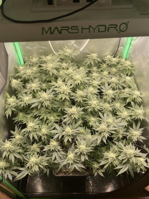 Gorilla Zkittlez 60x60. Week 10 - Tag 32