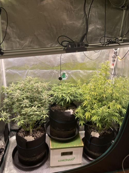 Autoflower & Autopot. Week 8 - Tag 54