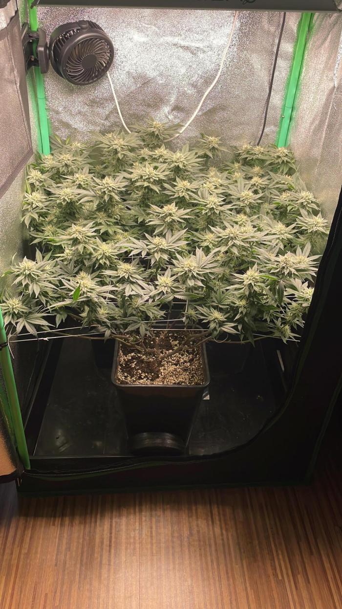 Gorilla Zkittlez 60x60. Week 11 - Tag 35 Start Blütewoche 6