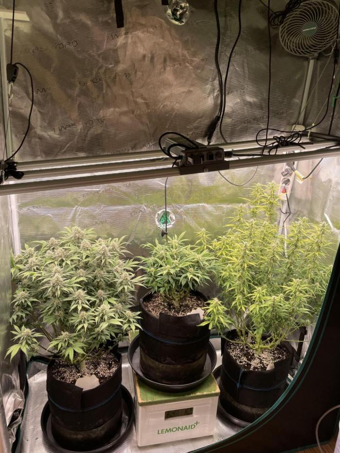 Autoflower & Autopot. Week 9 - Tag 57 