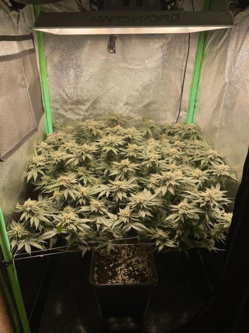 Gorilla Zkittlez 60x60. Week 12 - Tag 44