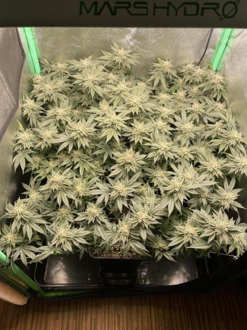 Gorilla Zkittlez 60x60. Week 12 - Tag 44