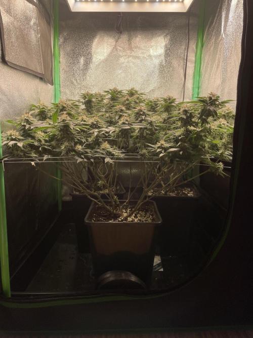 Gorilla Zkittlez 60x60. Week 12 - Tag 44