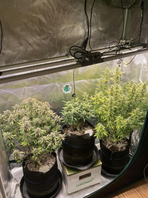 Autoflower & Autopot. Week 10 - Tag 64