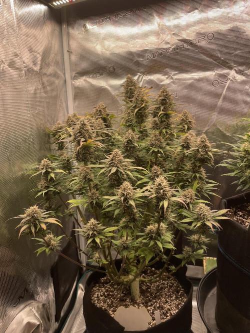 Autoflower & Autopot. Week 10 - Tag 64