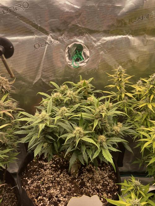 Autoflower & Autopot. Week 10 - Tag 64