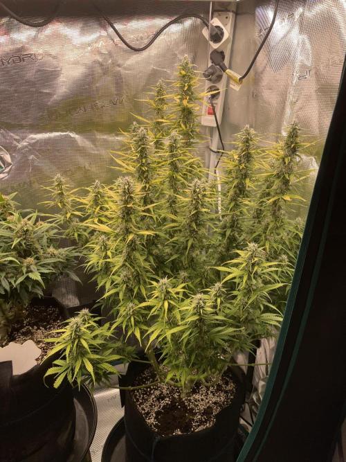 Autoflower & Autopot. Week 10 - Tag 64