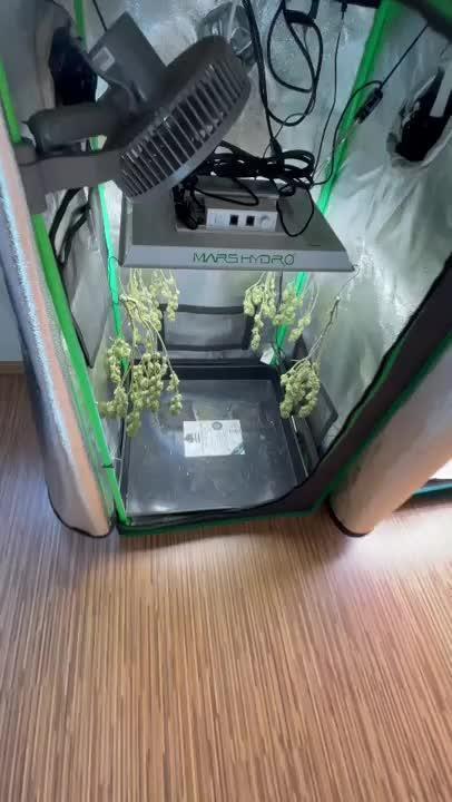 Gorilla Zkittlez 60x60