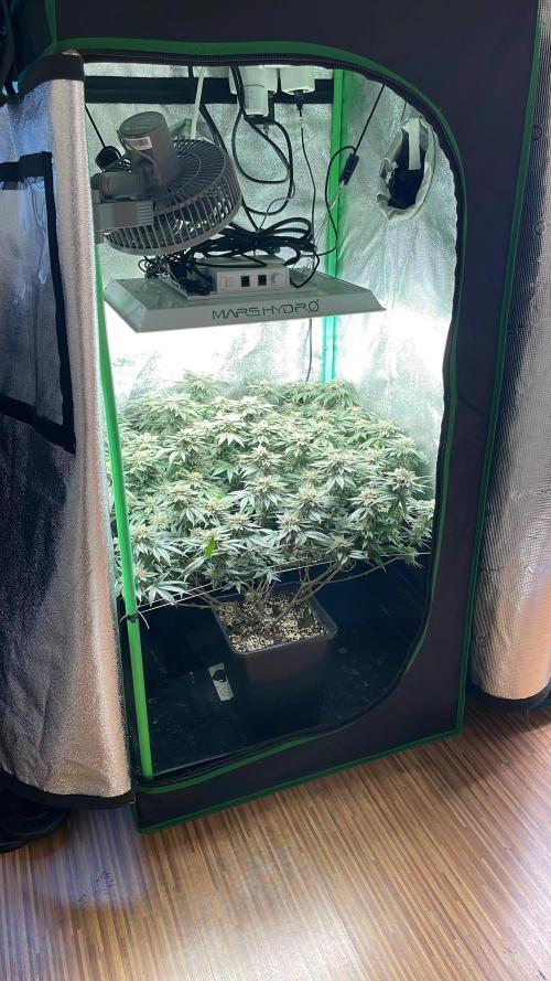 Gorilla Zkittlez 60x60. Week 15 - Tag 57 vor dem cutten