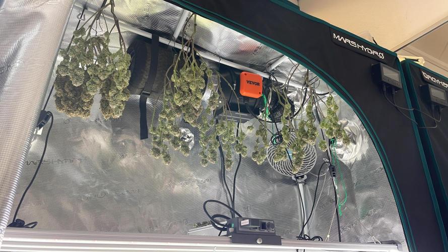 Gorilla Zkittlez 60x60. Week 15 - Tag 57