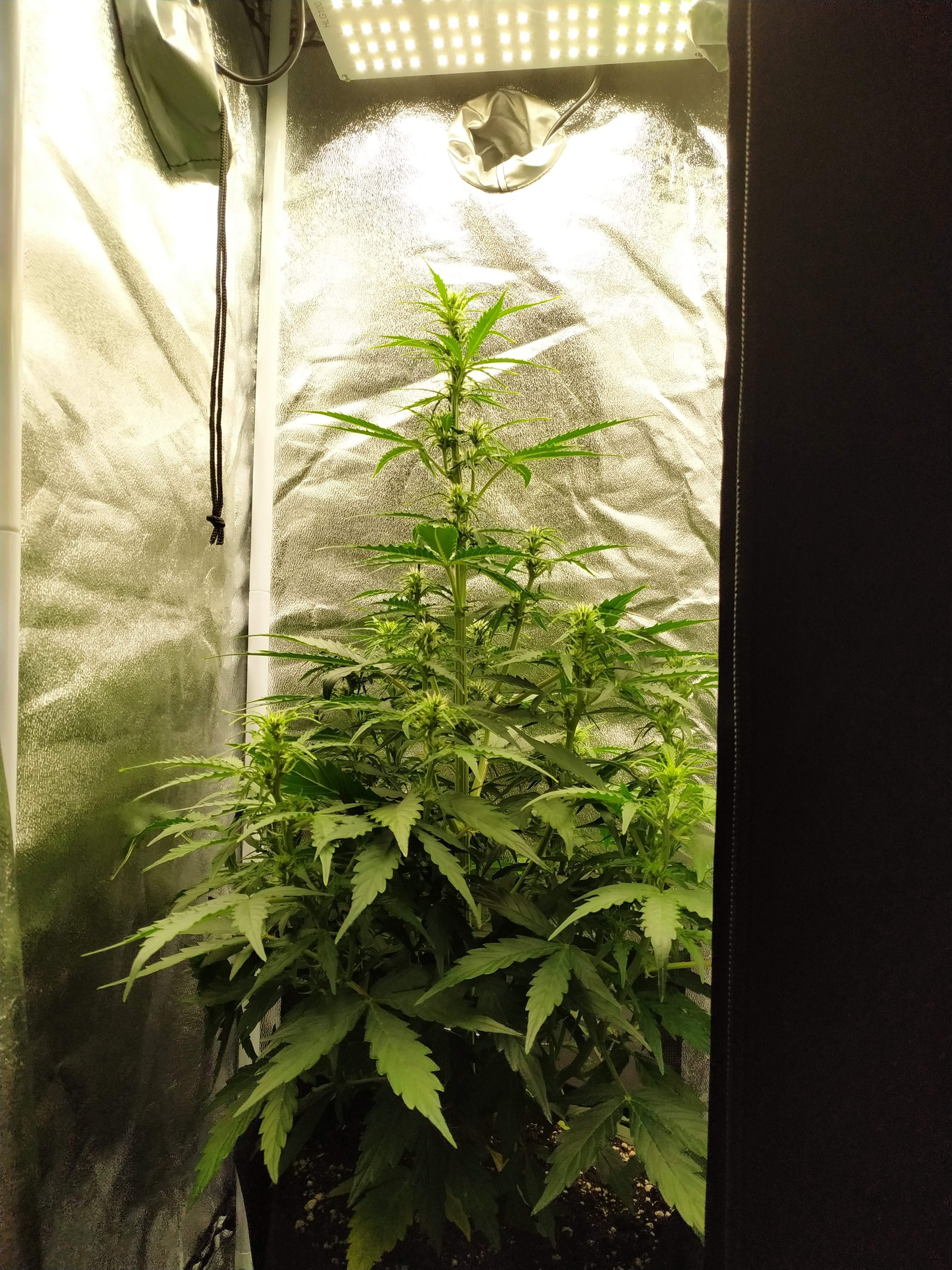 Barney's Farm Pineapple Express Auto grow diary (journal) week5 by