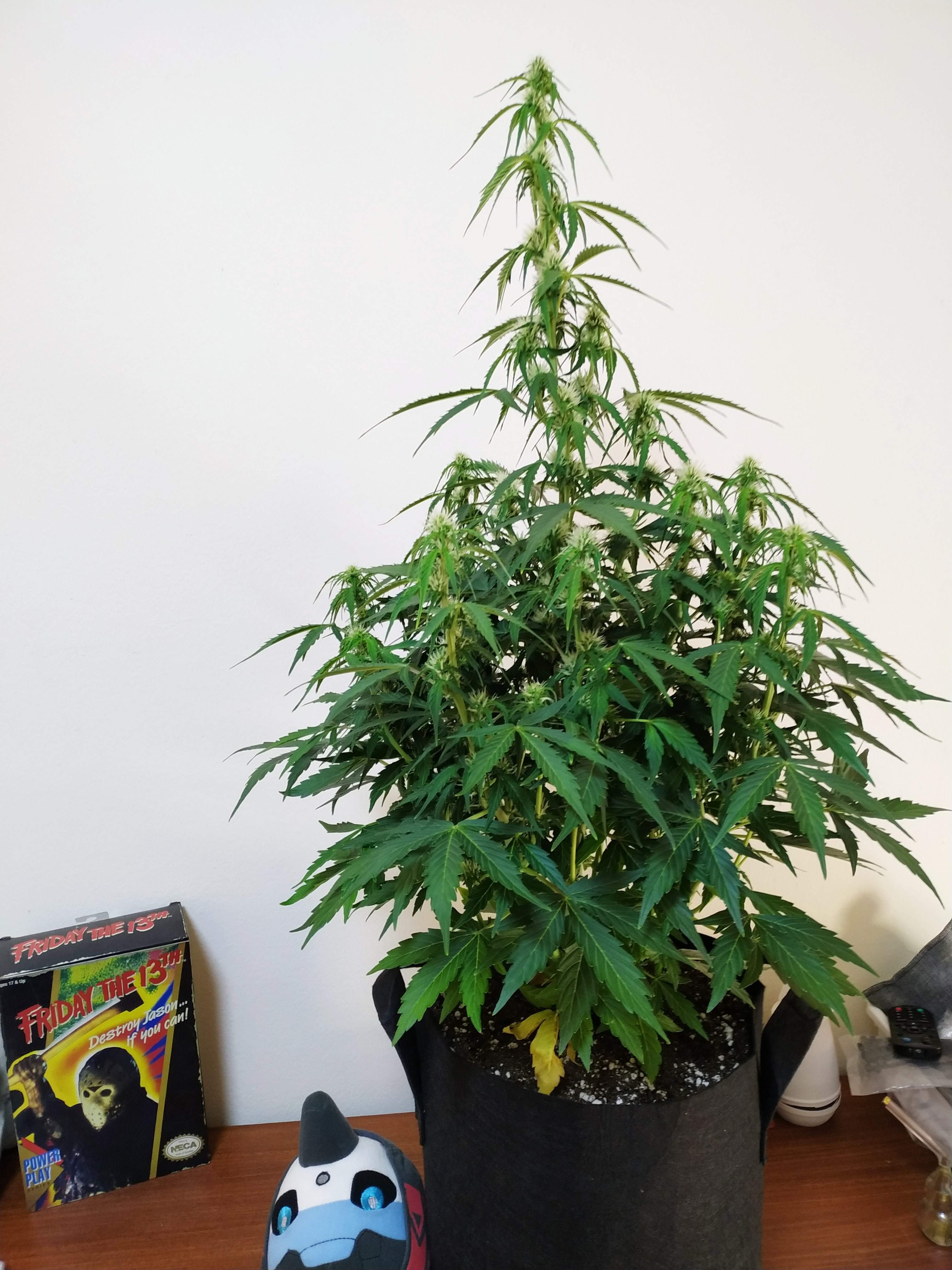 Barney's Farm Pineapple Express Auto grow diary (journal) week6 by
