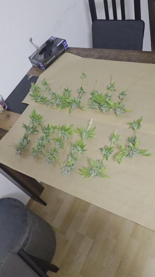 Blue Dream Danf Box