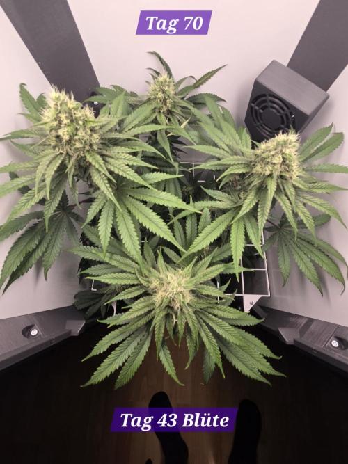 Blueberry Cane Danf Pro. Week 10