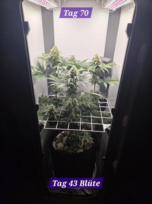 Blueberry Cane Danf Pro. Week 10