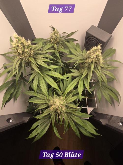 Blueberry Cane Danf Pro. Week 11