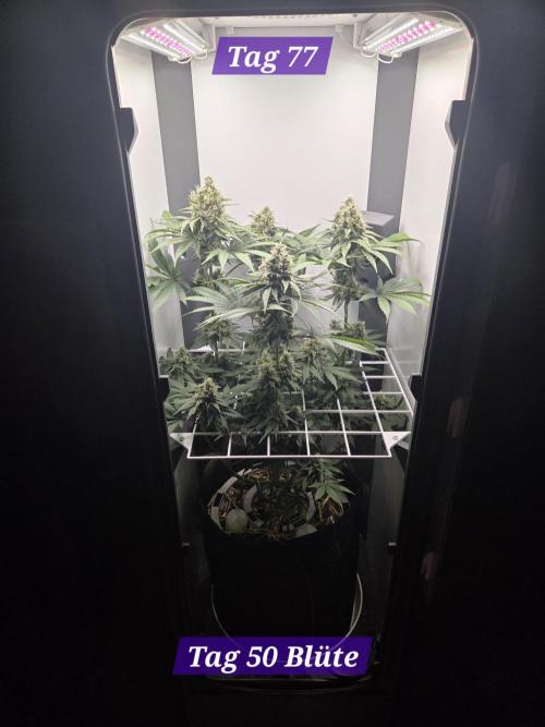 Blueberry Cane Danf Pro. Week 11