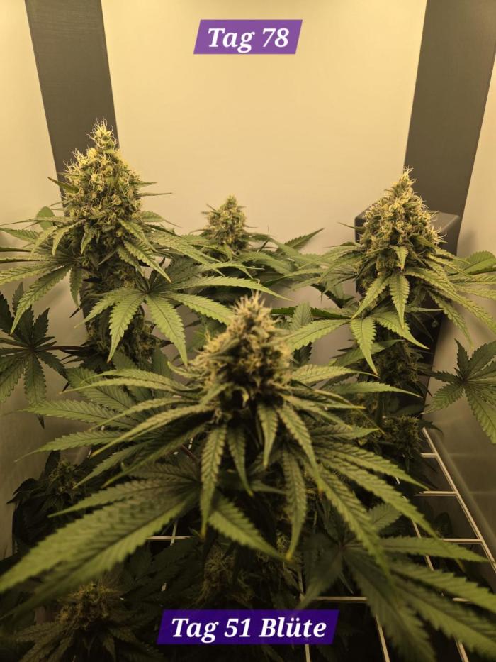 Blueberry Cane Danf Pro. Week 12