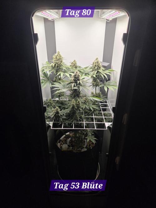 Blueberry Cane Danf Pro. Week 12