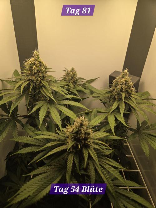 Blueberry Cane Danf Pro. Week 12