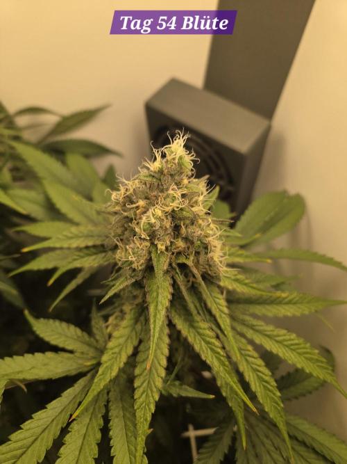 Blueberry Cane Danf Pro. Week 12