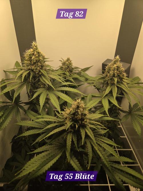 Blueberry Cane Danf Pro. Week 12